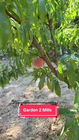 garden tour pt 2 🍑🌿 #milltok 