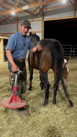 #farrier #farriersoftiktok #horse #asmr #animalwelfare 