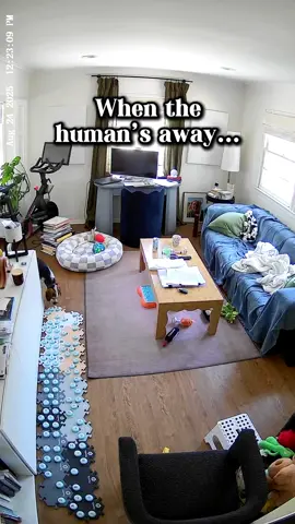 Jude has a few new buttons… this is one of them. He presses it often. He especially seems to like listening to music to relax. I have a playlist setup for Jude called “Jude’s Music” - a mix of Disney and Pixar songs, acoustic folky covers of various songs, some Beatles songs (Hey Jude, of course!), and other easy listening genres. I add to it regularly. Sometimes Alexa correctly plays his playlist, and other times she hears “Play Juice Music”- which has been a nice alternative that we both enjoy. #talkingdog #music #playlists #alexa #fluentpet @FluentPet 