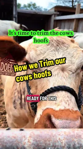 Follow along as we trim the cows feet for the first time ever! #valleysmithyfarms #whitedextercattle #hooftriming #cowhooftrim #cowhoofcare 