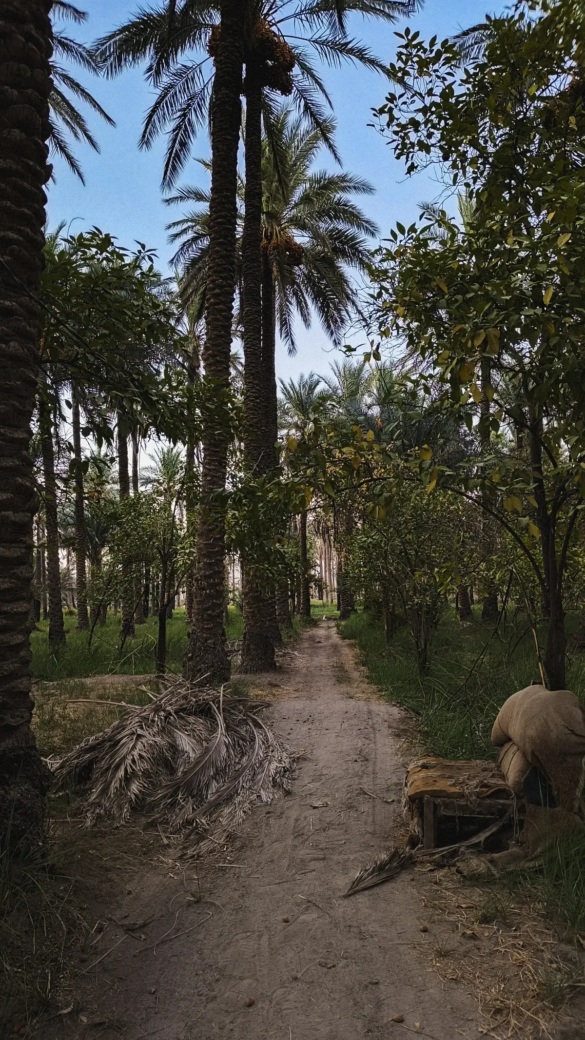 والله النخل حلو الصراحة 😂💚 #العراق #fyp #بابل #photography #trees 