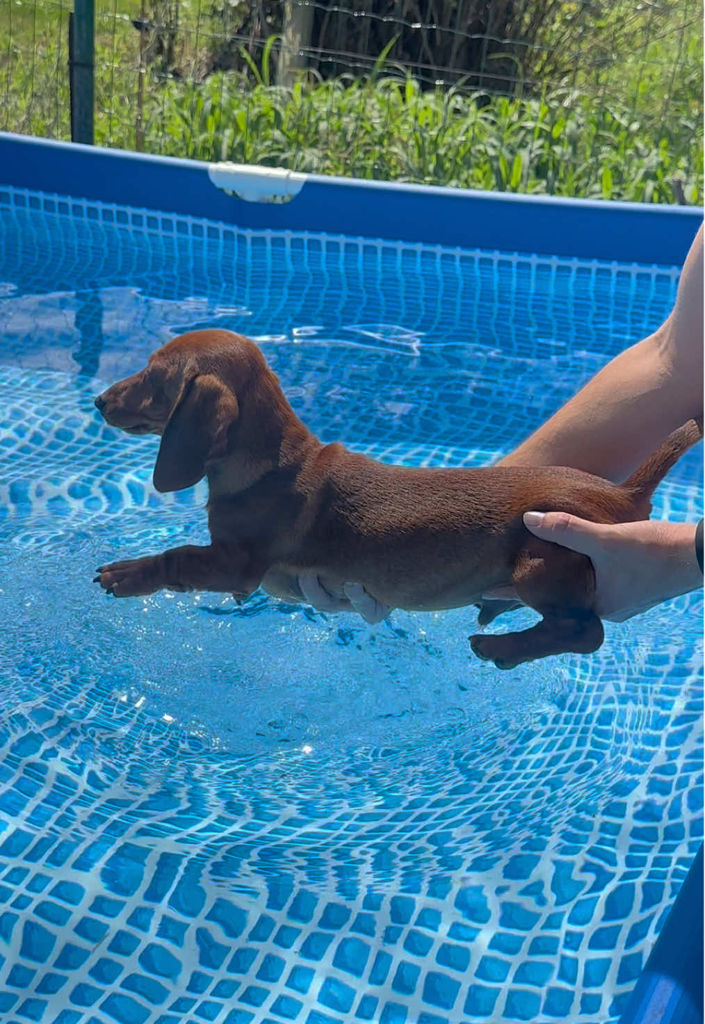 Estrenando piscina 🏊 🐶🌭 #puppy #perrosalchicha #dachshund #piscina #pipobaño @RAYARAGUA KENNEL @adriana baldres 
