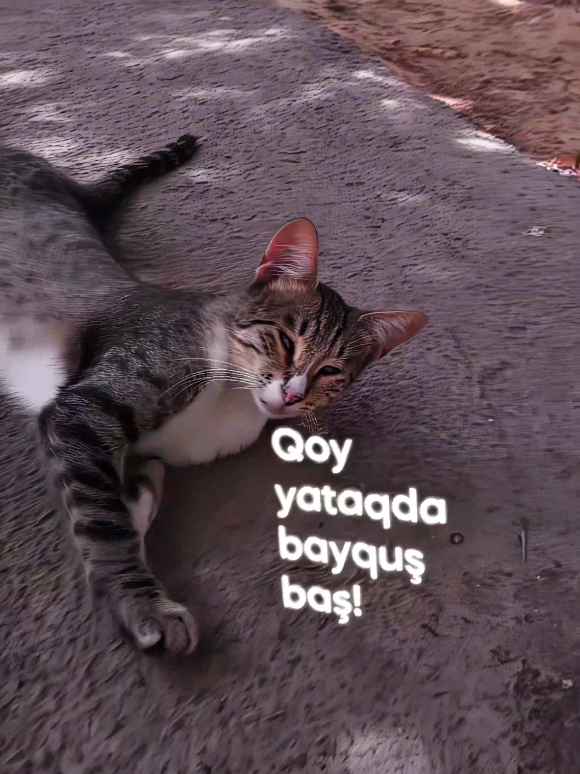 #cat #speedramp  #4k #120fps 