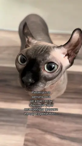 Моя египтянка #лысикоти #лысипопи #сфинкс #животные #sphynx 