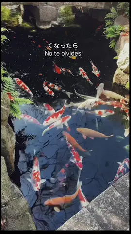 ❤️‍🩹 #frasesmotivadoras #reflexion #girl #relaxing #japan 