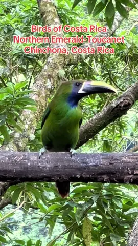 Birds of Costa Rica. Northern Emerald-Toucanet. #costarica #costaricabirding #costaricabirds #toucan #tropicalbirds 