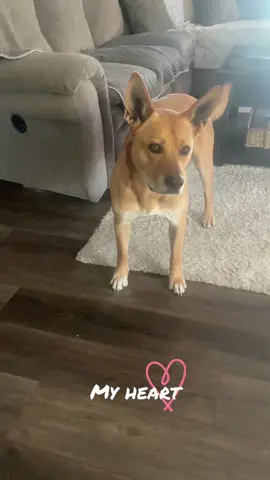 #dogmom #doglove