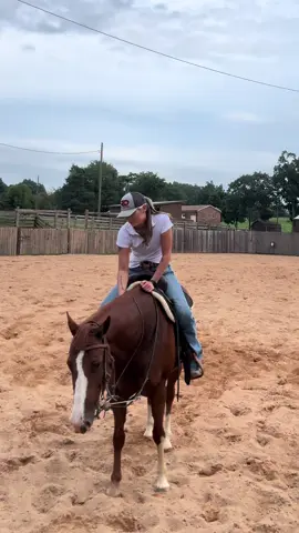 Will do anything to have her booty scratched #horse #aqha #barrelhorse 