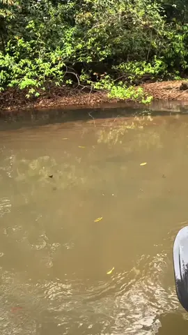 Esse riozinho tem mais peixe que rio grande! #pesca #pescaria #pacu #fishing 