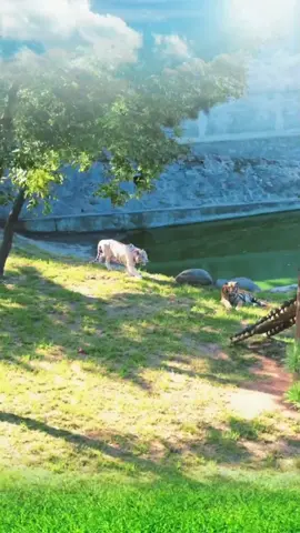tiger vs tiger fighting discovery of animals🐵🐔🐶🐷 #animalworld #animalestiktok #uktiktok🇬🇧uk #foryou #london 