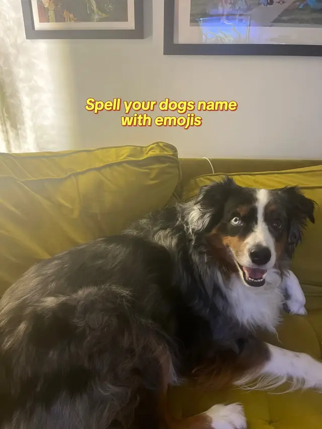 #australianshepherd 