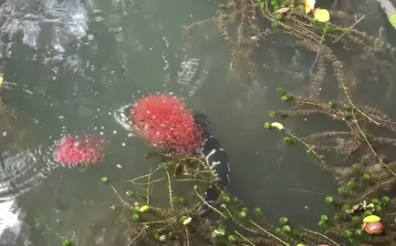 Musim dia mai dah ni masta2, tapi tahun ni xberapa nak jadi, apa2 pun janji boleh cuci mata, xdapat mengai dapat tengok xpa dah 💪🏻💪🏻💪🏻... #fyp #fypシ゚viralシfypシ゚ #tt #highlight #snakeheadfish 