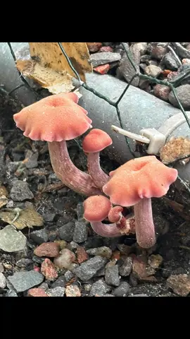 I find all the coolest mushrooms around my duck coop 🤩 Does anyone know what kind it is? It’s the cutest little squish 🍄‍🟫🍄‍🟫🍄‍🟫#mushroom #fungi #nature #homestead 