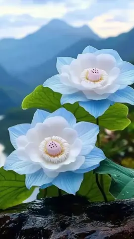 #معين #عشق #may #متابعين #likе🌹🌹🌹🌹❤️❤️❤️🥰🥰🥰🥰🥰🥰💐💐💐😍😍😍