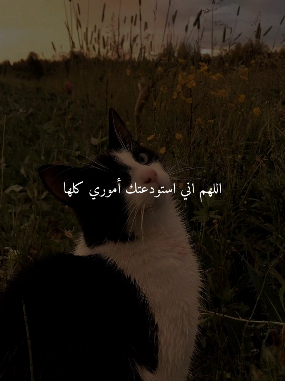 اللهم اني استودعتك أموري كلها..🤎 #اللهم_امين #ادعيه #ادعية_اسلامية_تريح_القلب #ادعيه_تريح_القلب #اكسبلور 