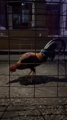 #madurapride🔥 #promomakangajian #fyppppppppppppppppppppppp #fypシ゚ #