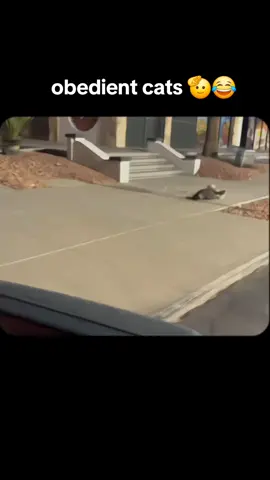 The world of cats is endless. Haha. I can't imagine the Earth without them. 😍 #cat #catsoftiktok #funnyvideos #comedia #tiktok 