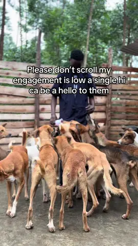 Vist and donate via PayPal link in bio with some little food for our dogs 🥘#donatenow #foryoupage #dogsoftiktok #fypシ゚ #shareandcomment 