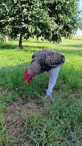 #Петрики #півніікурочки #Петровштанах #Петро 