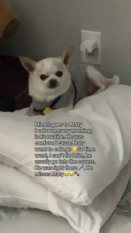 Chi was confused 🤔🐾 #jet2holidays #fyp #foryou #chihuahua #dog 