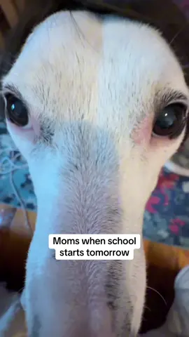 Inspired by @KING BO #schoolmemes #momlife #comedy #highschool #comedy 