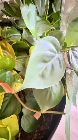 #trailing #plantsoftiktok #fyp #foryoupage #PlantTok 