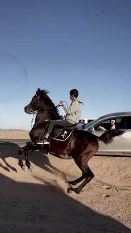 #explore #خيل_وخياله🐎 #اكسبلور  #الخيل_العربي_الاصيل🐎 