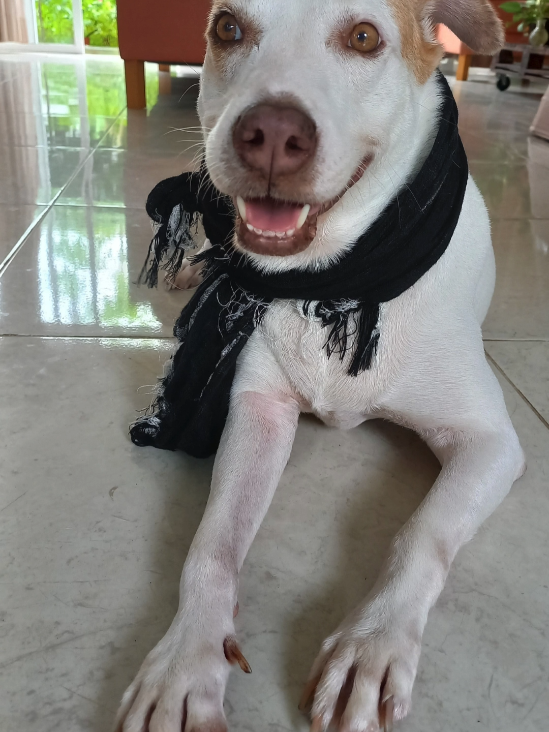 Ya disponibleeeeee en Youtube aquí el enlace, https://www.youtube.com/watch?v=S5DVS_B0O_k Una canción dedicada a todos ellos, los perritos que con su amor y fidelidad, nos dan felicidad. Si amas tanto a los perritos como yo, ésta canción te va a encantar... #dogs #perro #cancion #amoalosperros #amigosde4patas#felicidad #fidelidad