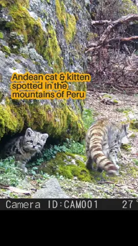 In the Andes of Ayacucho, Peru, a group of women is working for the conservation of the Andean cat: Mujeres Quechuas por la Conservación. They got this amazing footage and shared with us 🥹🥹🥹 #andeancat #endangeredspecies #wildlife #conservation 