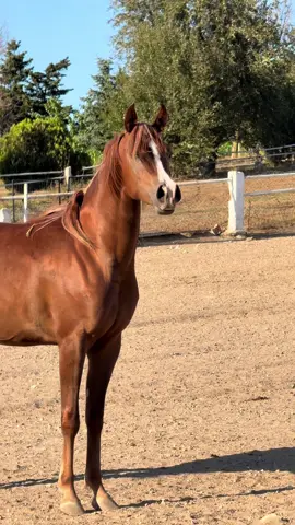 #ماشاءالله_لاقوة_الا_بالله💕 #خيول_جمال🤎🐎 #خيل_عربي_اصيل #خيل_وخياله🐎 #تركيا🇹🇷اسطنبول 