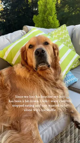 Rocco is back 🤣 #dogsoftiktok #goldenretriever #dogcommunity #fyp #dogloverforever 