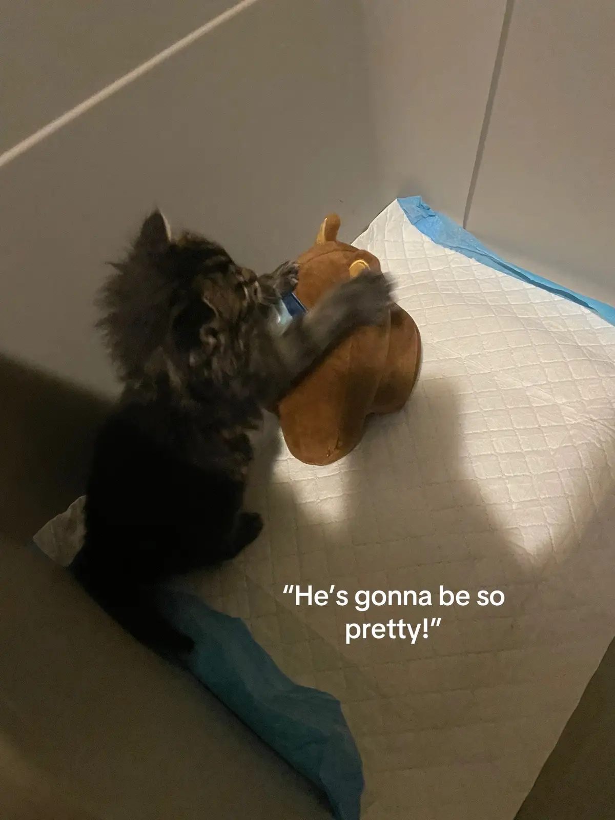 Diesel is such an Icon, I love my boy sm. #fyp #viral #diesel #cat #mainecoon 