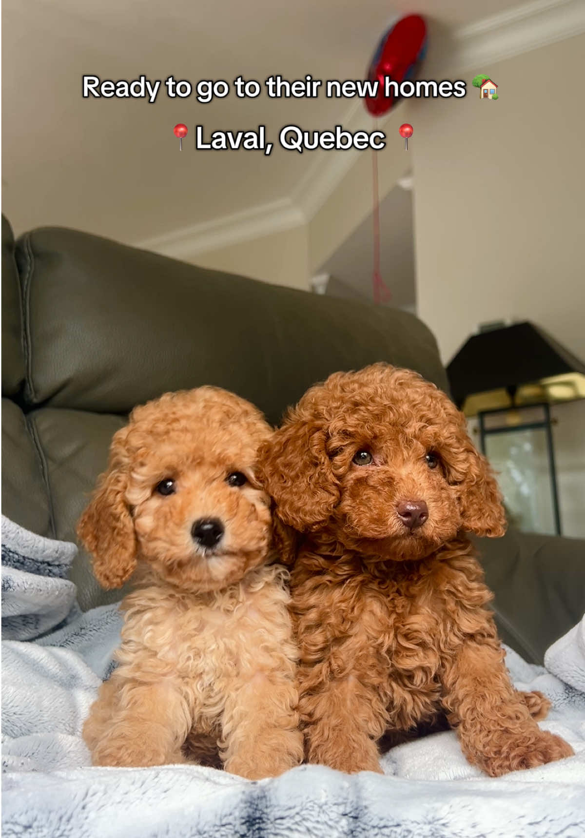 Sweet miniature poodles ready for their new loving homes! #poodle #minipoodle #laval #puppies #quebec 