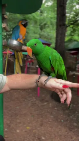 #birds #birdtok #parrotmountain #tennessee #pigeonforge 