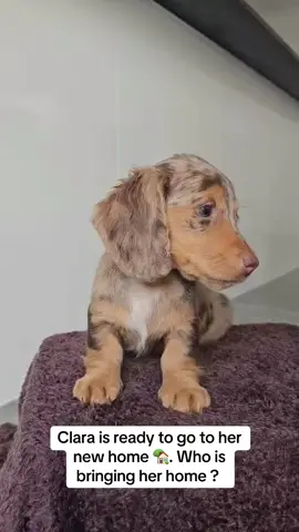 Clara, a sweet girl dreaming of her forever home #dachshund #minidachshund #miniaturedachshund #dachshundpuppy #dachshundreel #dachshundoftheday #puppyreel #viralreels #brisbane #goldcoast #puppyreels #dachshundlove #puppylove #puppy #cutepuppy #dappledachshund