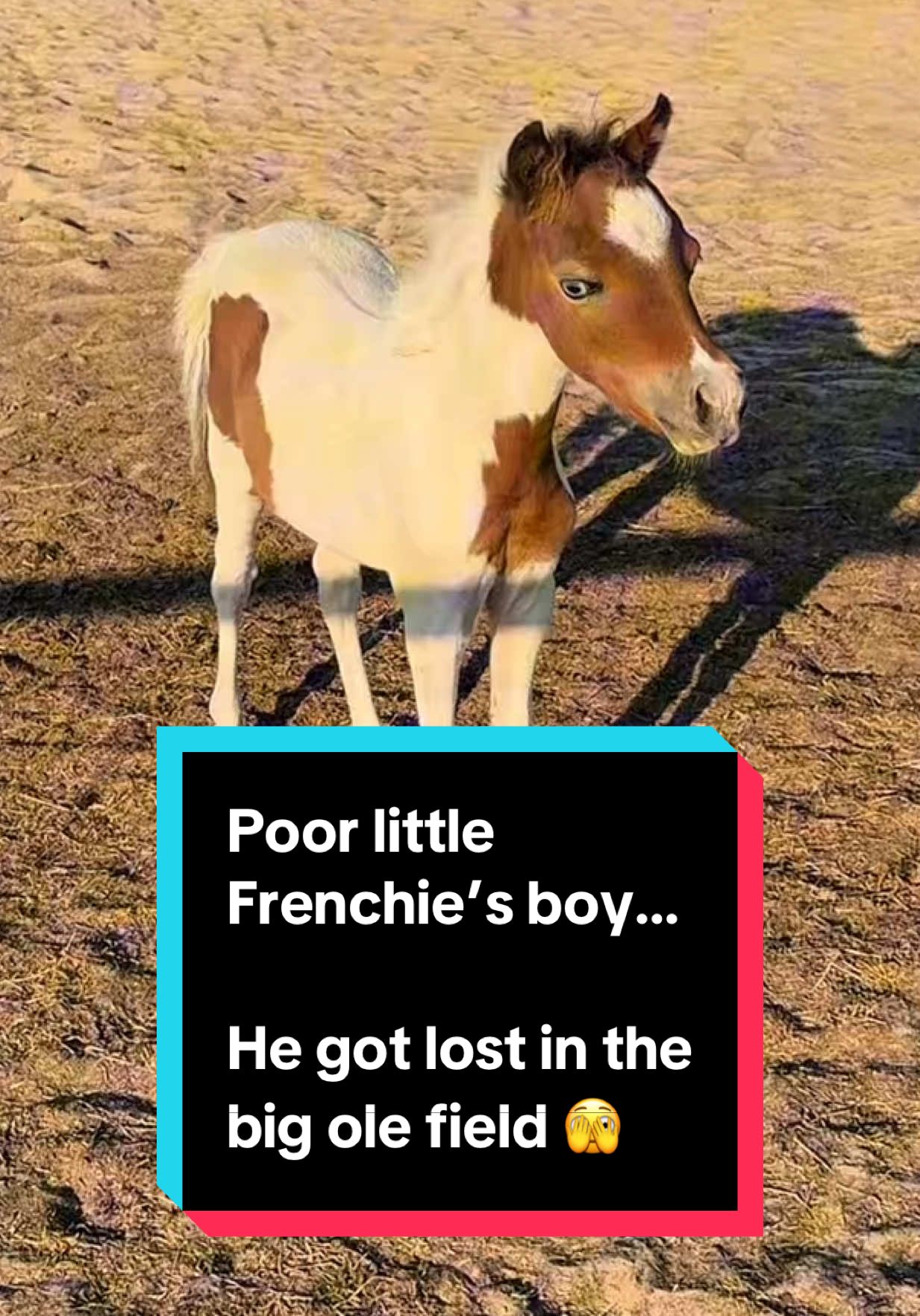 Poor little Frenchie’s boy 🥴 He got lost 🫣 #miniaturehorse #dvmfarms #foalsof2025  Edited by @JessBev08 