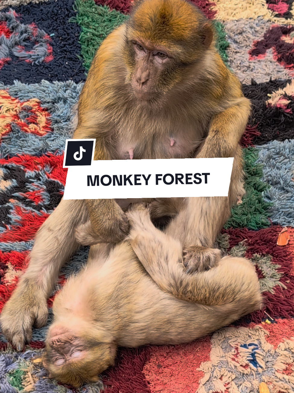 morning forest in IFRANE and azrou in Morocco  #azrou_ifran🇲🇦❄😍😍😍 #azrou #morocco #ifrane #Vlog 