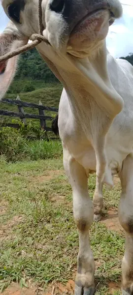 ese Milo con leche no se deja tomar a la ligera😅 #fyp 