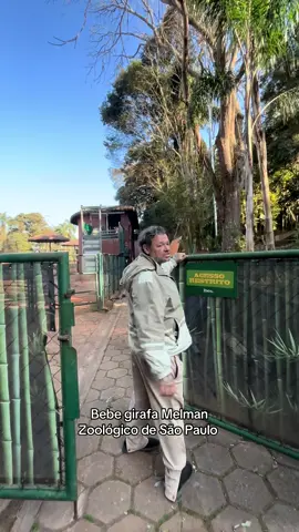 Apresento a vocês o filhote de girafa Melman nascido no zoológico de São Paulo!