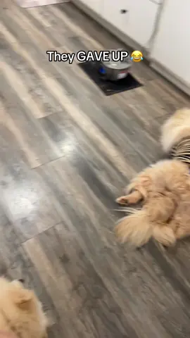 Wish they are always like this 😂 #dogs #dogsoftiktok #germanspitz #germanshepherd #goldenretriever 