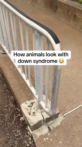 How Animals Look With Down Syndrome 😳 #fyp #animals #downsyndrome #interesting 