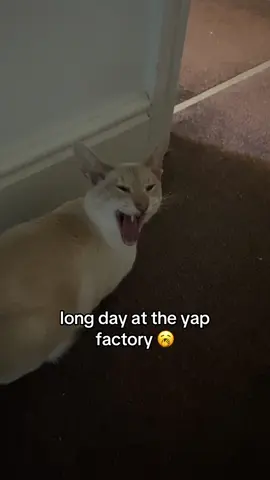 she works so hard  #catmeme #siamese #siamesecat #orientalcat #orientalshorthair #cattok #fyp #fyppp #viral #foryou #meow #yawn