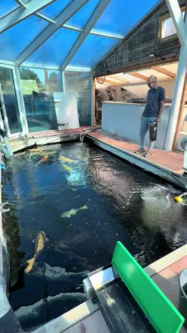 Karls 30.000 Liter Innenteich 🤩🎋 #konishikoi #fyp #koi #koiteich #pond 