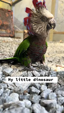 #hawkheadedparrots #parrotsoftiktok #dinosaur #bird#pet 