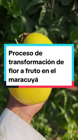 Proceso de transformación desde la flor hasta el fruto maduro de maracuyá #agro #agricultura #maracuya #cultivodemaracuya #polinizacion #polinizacionnatural #abejorro #xilocopide #agrosostenible #peru🇵🇪 