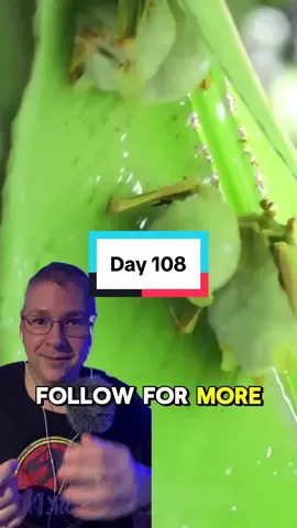 Day 108 - The Honduran white bat (Ectophylla alba) is a tiny, striking species found in Central America. Measuring only 3.7–4.7 cm or 1.5-2 in long, it is known for its fluffy, snow-white fur and bright yellow ears and nose. These bats roost under large Heliconia leaves, which they modify by cutting the leaf ribs to create protective “tents.” They live in small colonies and feed primarily on figs. Their unusual coloration may help them blend with filtered sunlight through leaves, providing camouflage. Despite their delicate appearance, they are resilient, playing an essential role in seed dispersal. Sadly, habitat loss threatens their survival in the wild. #honduranwhitebat #wildanimals 