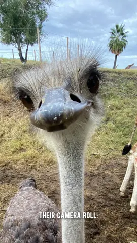 iCloud storage: full. Hearts: fuller. 🧡 #thelivingdesertzoo #TheLivingDesert #animalsoftiktok #keeperlife 