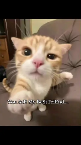Ain't No ChOice!!!!#BestFriends #catsmemes 