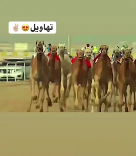 #هجن_ال_شريان⚡️ #مشاالله_تبارك_الله #هجن_الاصایل #ياحافظ #ناموس⚡ 