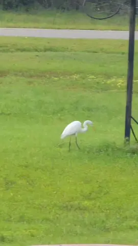 #wildlife #egret 